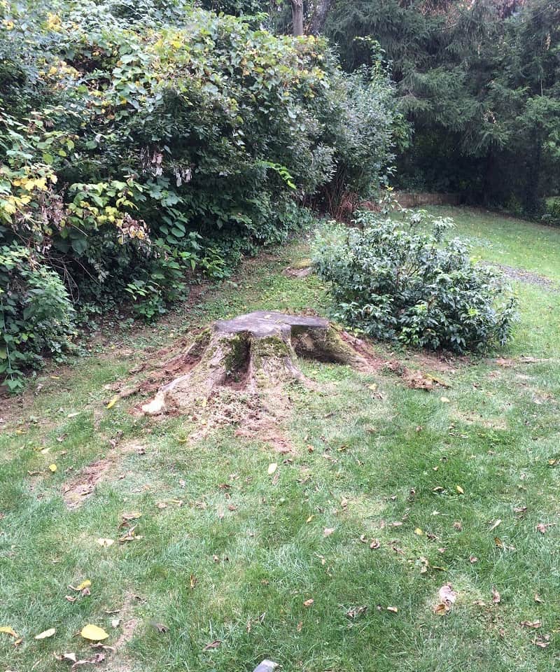 //lehighvalleytreeservices.com/wp-content/uploads/2022/02/stump-before.jpg