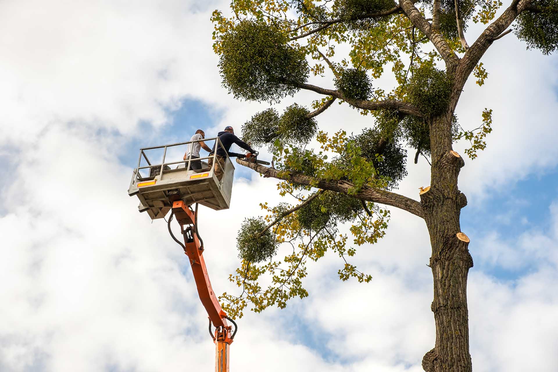 //lehighvalleytreeservices.com/wp-content/uploads/2022/03/lehigh-valley-tree-removal.jpg