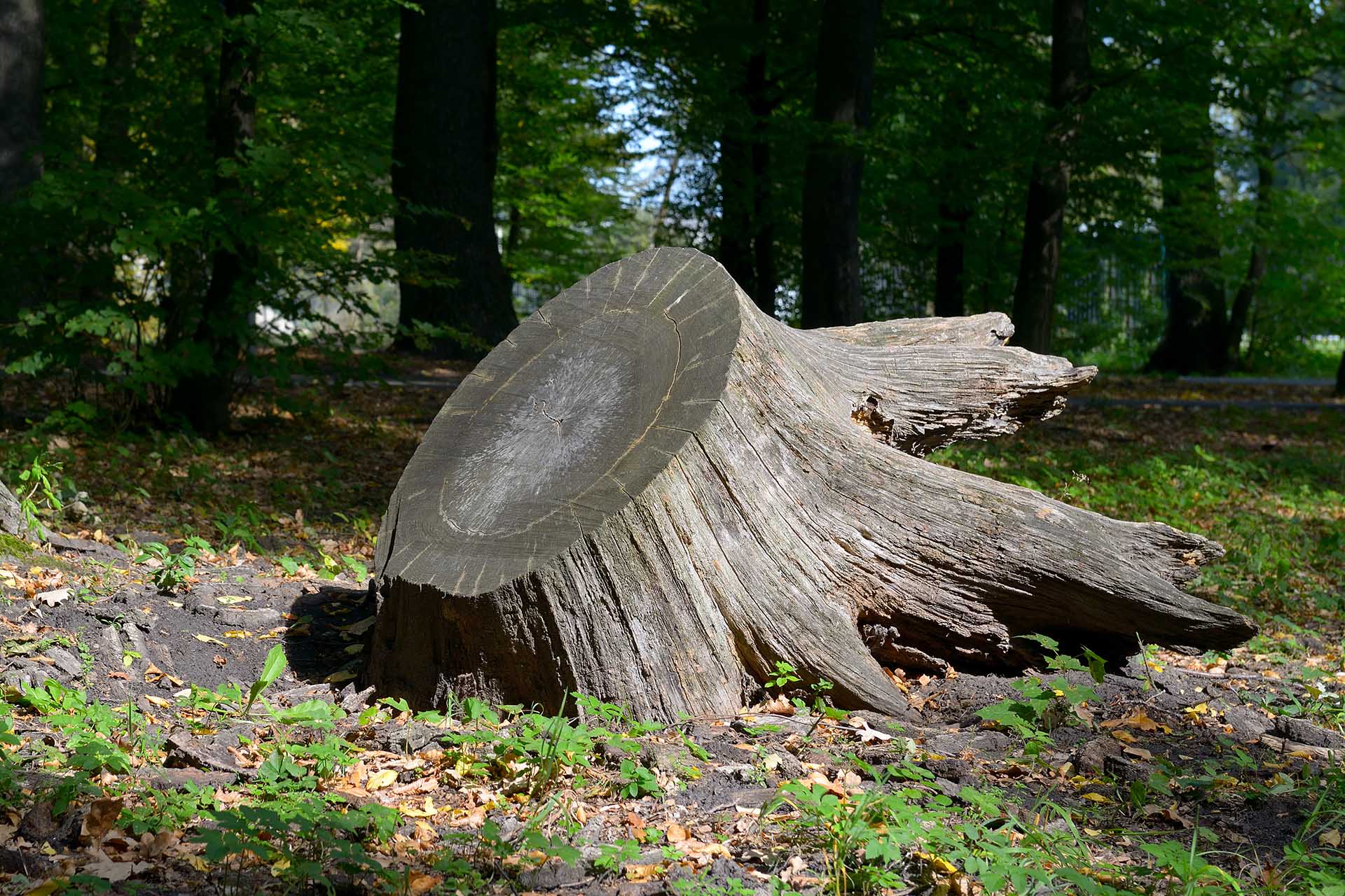 //lehighvalleytreeservices.com/wp-content/uploads/2022/03/stump-grinding-lehigh-valley.jpg