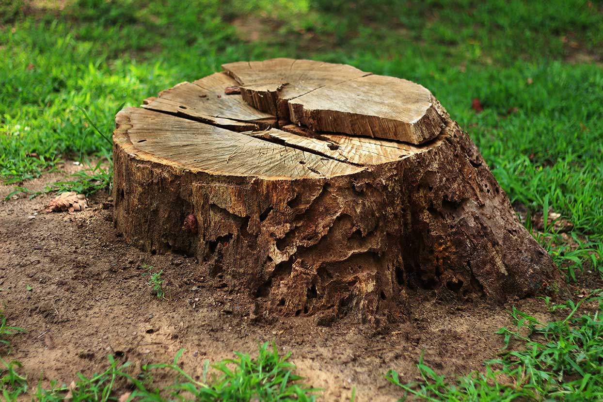 //lehighvalleytreeservices.com/wp-content/uploads/2022/03/stump-removal-lehigh-valley.jpg