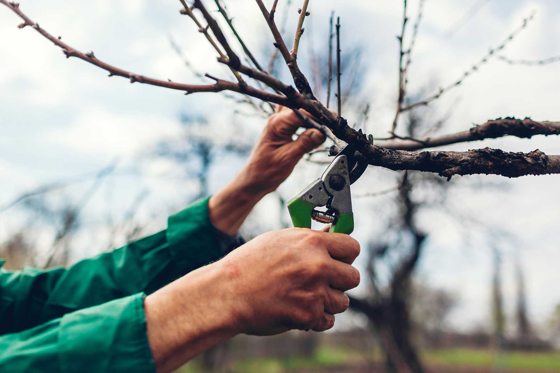 //lehighvalleytreeservices.com/wp-content/uploads/2022/03/tree-prunning-lehigh-valley-pa.jpg