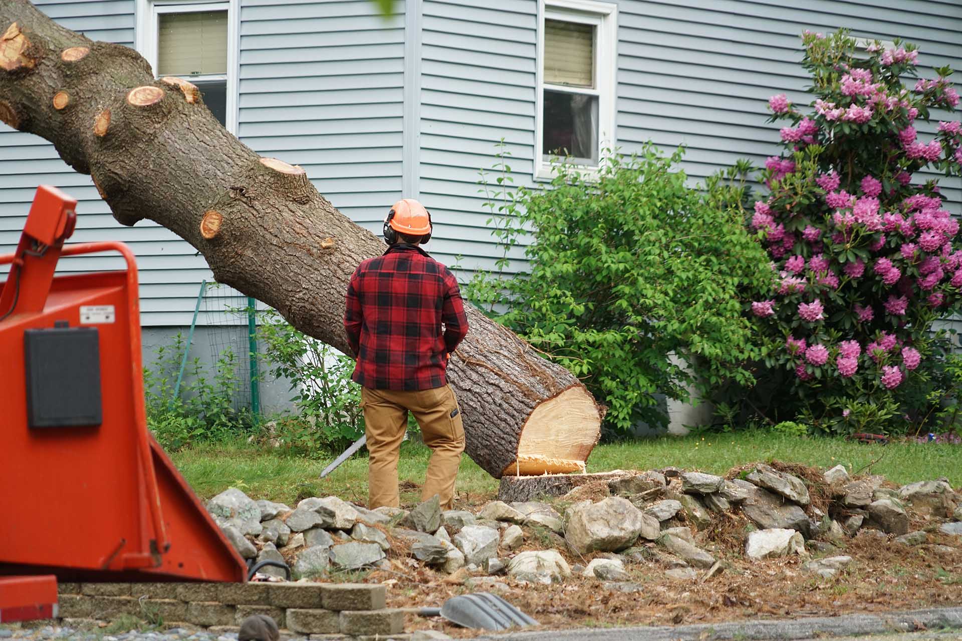 //lehighvalleytreeservices.com/wp-content/uploads/2022/03/tree-removal-lehigh-valley.jpg