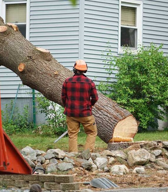 https://lehighvalleytreeservices.com/wp-content/uploads/2022/10/steps1-570x650.jpg